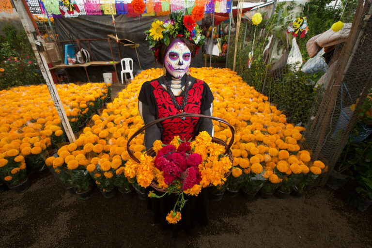 Aumenta la producción de la flor de cempasúchil a 20 mil 245 toneladas este 2022