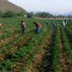 CHILE VERDE