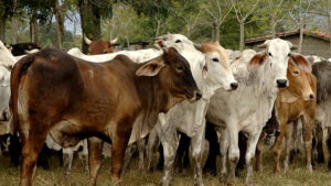 WEB.00_00_01_05.Imagen fija001