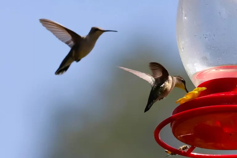 colibri2