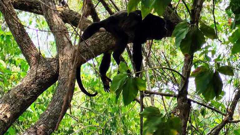 mono-regresado-a-su-habitat-en-veracruz